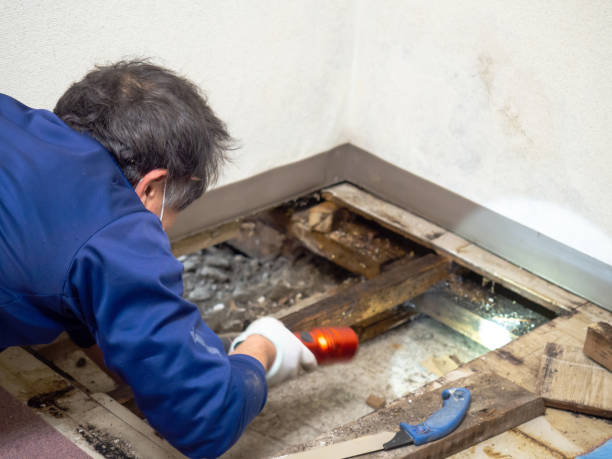 Best Certified Mold Removal  in Savannah, MO