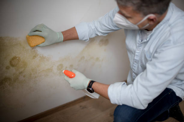 Best Mold Damage Repair  in Savannah, MO