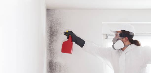Best Same-Day Mold Removal  in Savannah, MO