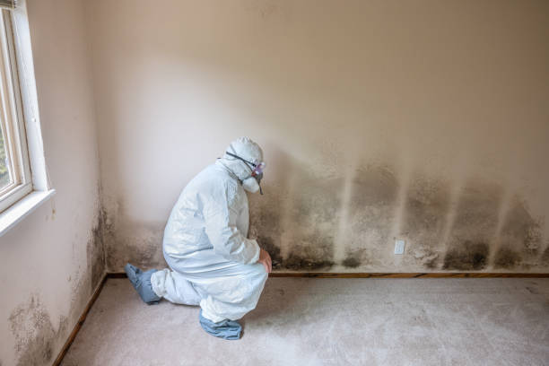 Best Same-Day Mold Removal  in Savannah, MO